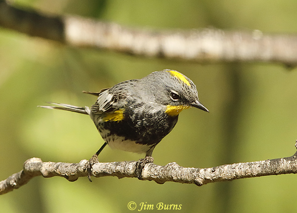 Yellow-rumped  Warbler (Audubon's) male showing yellow crown patch--3848