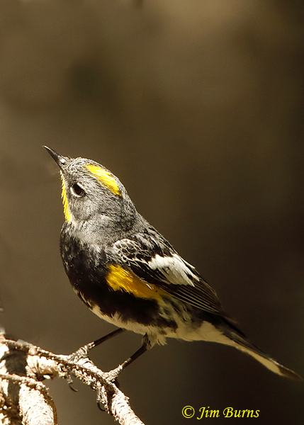 Yellow-rumped  Warbler (Audubon's) male showing yellow croan patch--3881