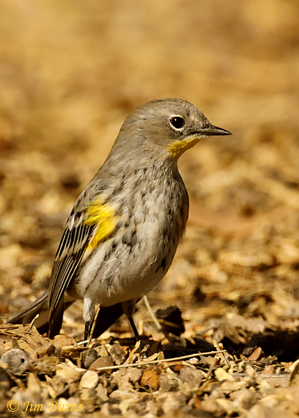 Yellow-rumped Warbler (Audubon's) in leaf litter--4419