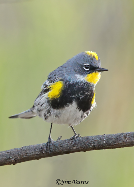 Yellow-rumped (Audubon's) Warbler spring male --8779