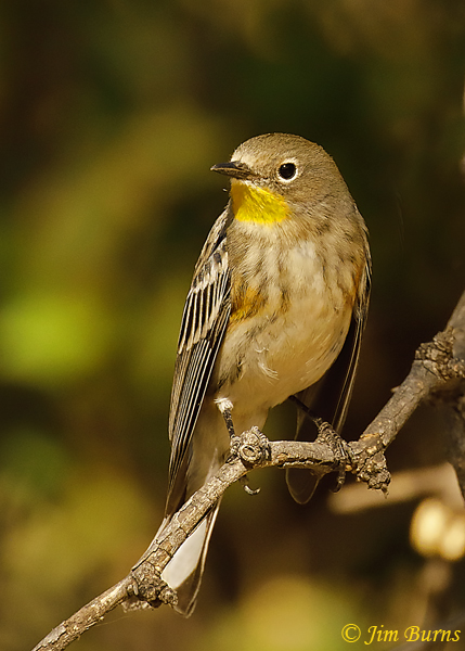 Yellow-rumped Warbler (Audubon's) winter #2--9206