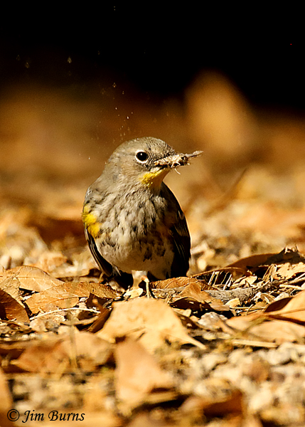 Yellow-rumped Warbler (Audubon's) subduing moth--4449