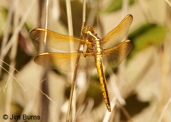 Yellow-sided Skimmer immature male, Angelina Co., TX, April 2013