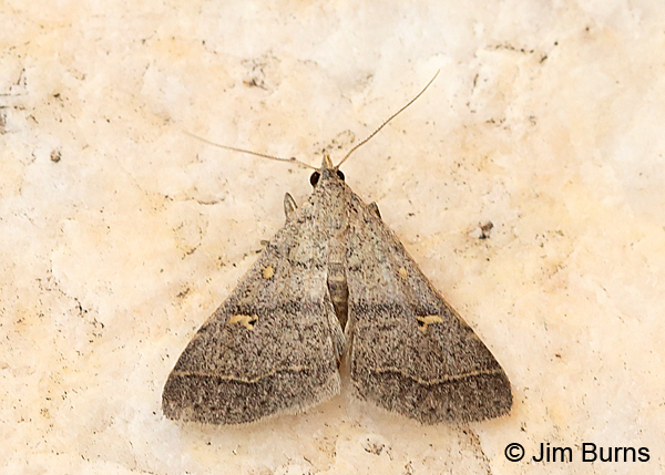 Yellow-spotted Renia Moth, Arizona