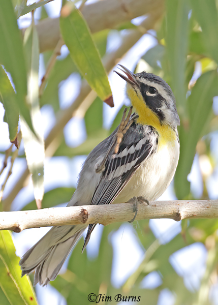 Yellow-throated Warbler--8288