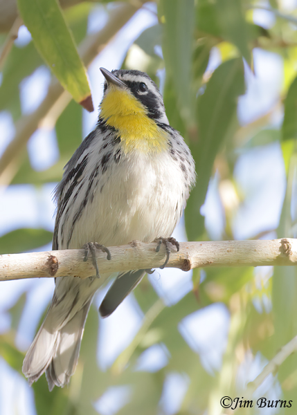 Yellow-throated Warbler--8361