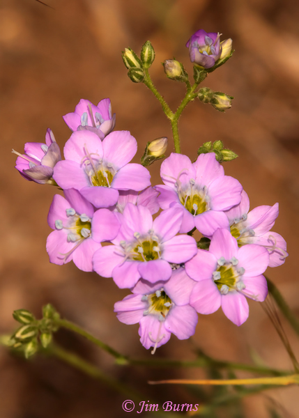 Yellow-throated Gilia--8783--2