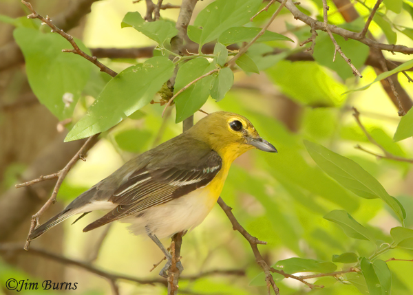 Yellow-throated Vireo in habitat--0530