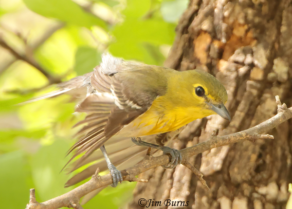 Yellow-throated Vireo preening after bathing--0536