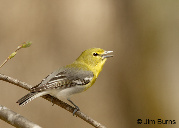 Yellow-throated Vireo calling