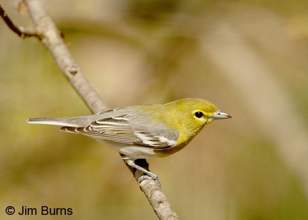 Yellow-throated Vireo dorsal view