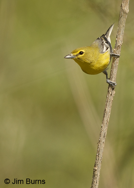 Yellow-throated Vireo on vine