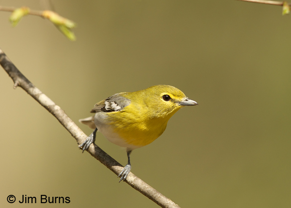 Yellow-throated Vireo ventral view