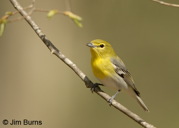 Yellow-throated Vireo