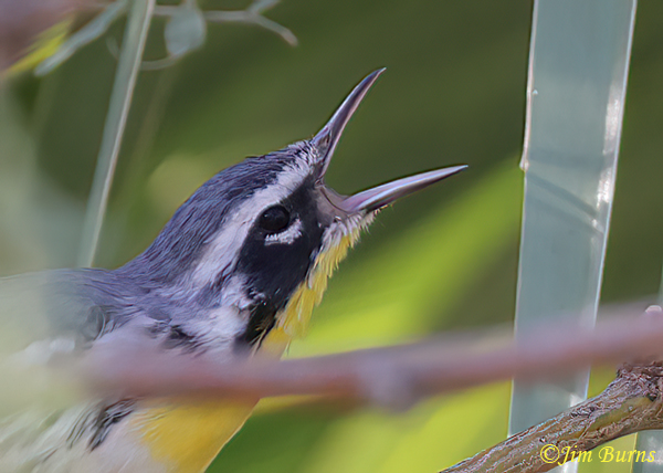Yellow-throated Warbler fussing at harassing Yellow-rumpeds--7969