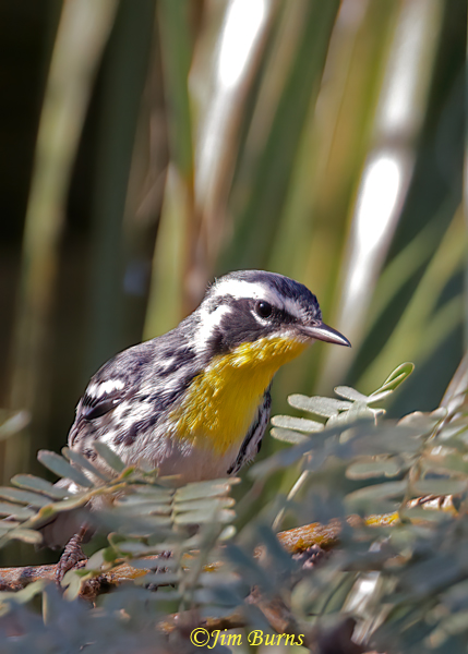 Yellow-throated Warbler in Mesquite--7992