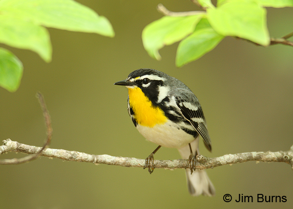 Yellow-throated Warbler male in greenery