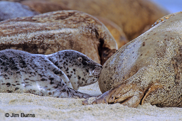 Young Harbor Seal nursing