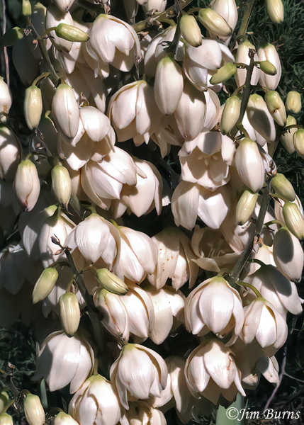 Yucca, Arizona--9637