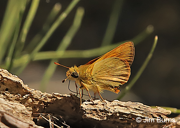 Yuma Skipper, Oregon