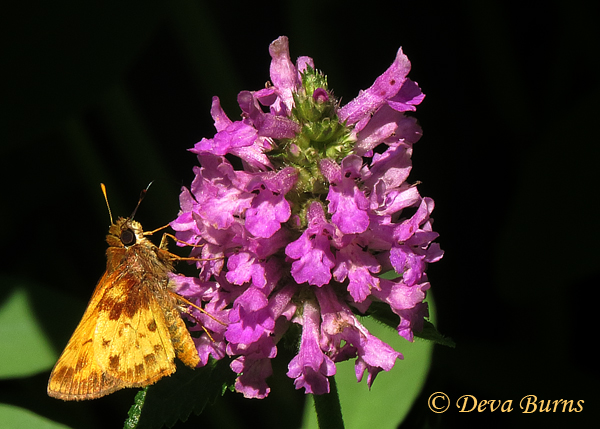 Zabulon Skipper male underwing on Heal-All, Virginia