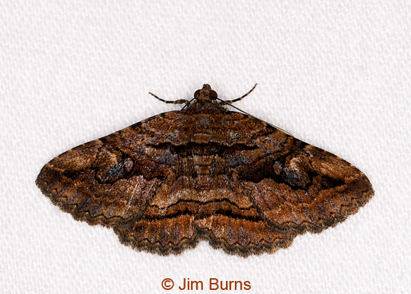 Zaleops umbrina, Arizona--0474