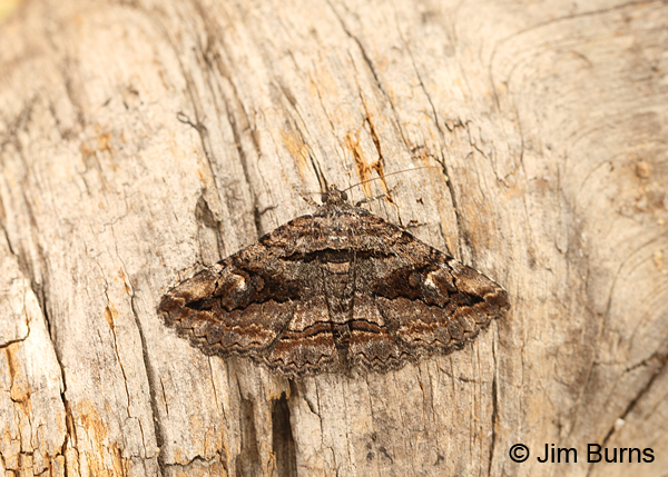 Zaleops umbrina, Arizona