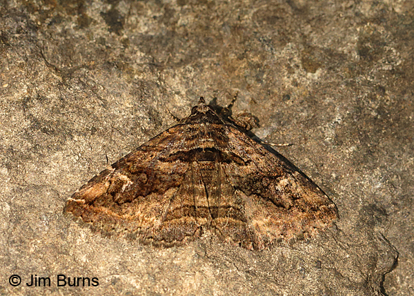 Zaleops umbrina #3, Arizona