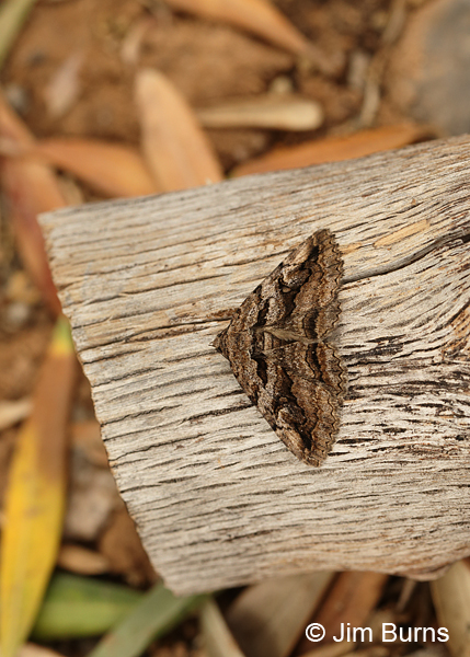 Zaleops umbrina on log, Arizona
