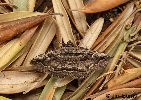 Zaleops umbrina in leaves, Arizona