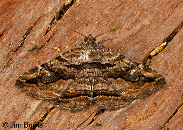 Zaleops umbrina on tree, Arizona--0521