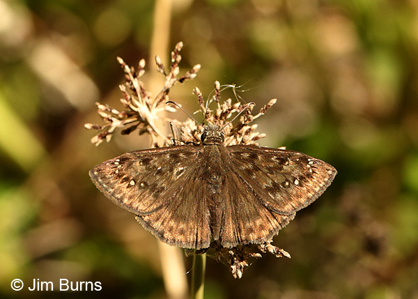 Zarucco Duskywing female, Florida