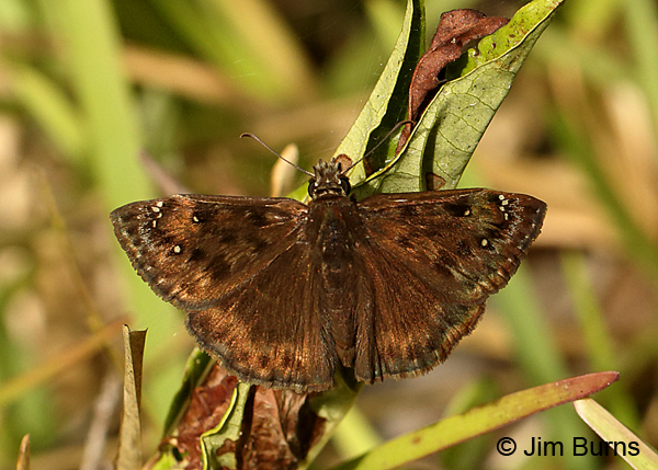 Zarucco Duskywing male, Florida