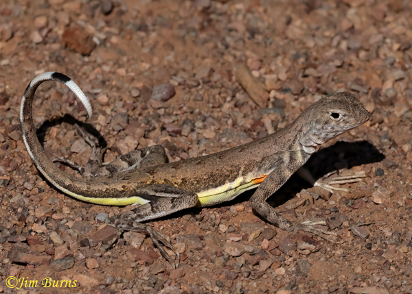 Zebra- tailed Lizard male--8648
