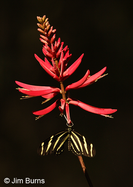 Zebra Heliconian at Coralbean, Florida