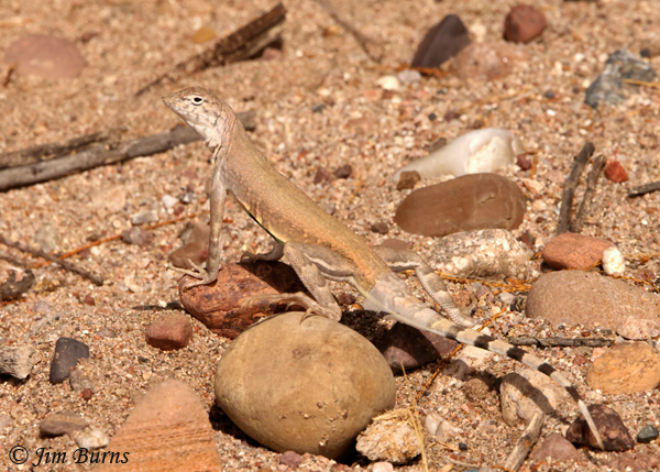 Zebra-tailed Lizard young male--5378
