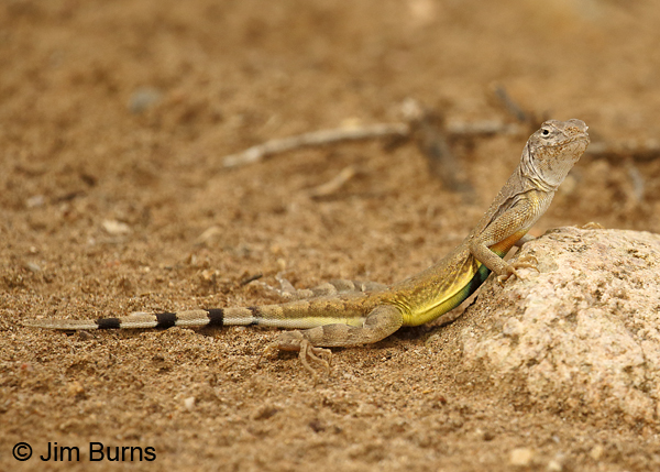 Zebra-tailed Lizard male--8166