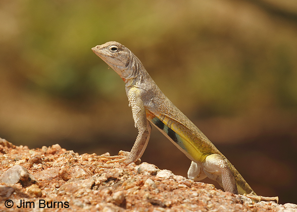 Zebra-tailed Lizard male close-uo--8226