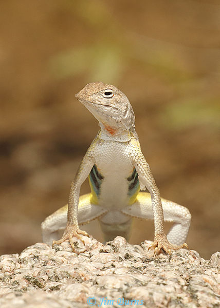 Zebra-tailed Lizard male ventral colors--8237