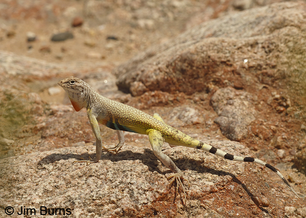 Zebra-tailed Lizard male displaying--8252