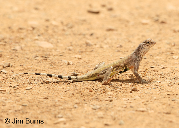 Zebra-tailed Lizard male #2