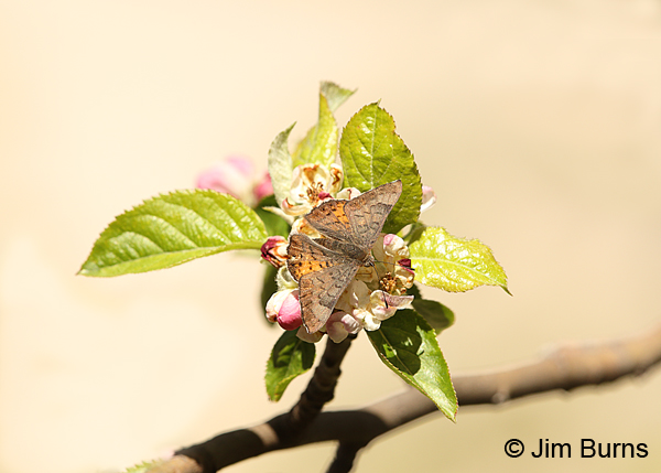 Zela Metalmark on Wild Apple, Arizona