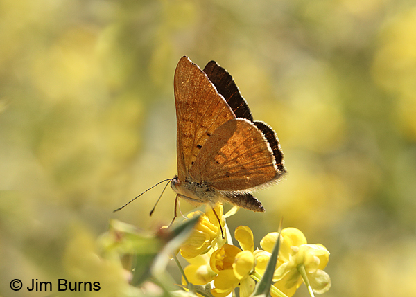 Zela Metalmark underwing, Arizona
