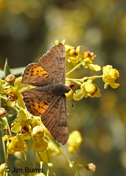 Zela Metalmark vertical, Arizona