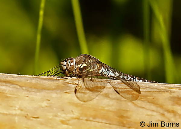 Zigzag Darner male, Pend Oreille Co., WA, August 2018--0095