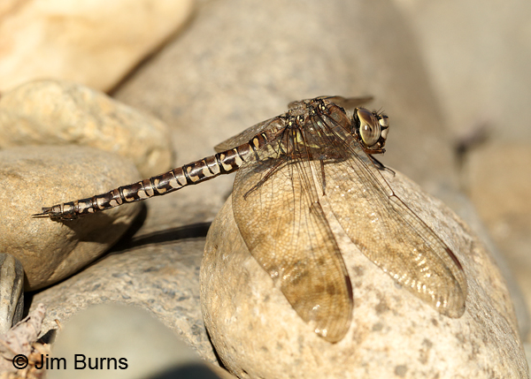 Zigzag Darner female, Matanuska-Susitna Co., AK, August 2016