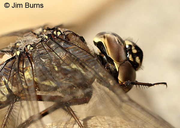 Zigzag Darner female showing diagnostic T-spot and eye seam, Matanuska-Susitna Co., AK, August 2016