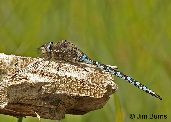 Zigzag Darner male, Summit Co., UT, July 2016