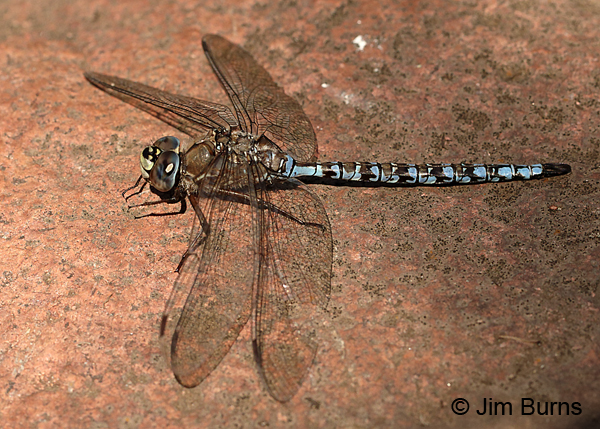 Zigzag Darner male dorsolateral view, St. Louis Co., MN, September 2016