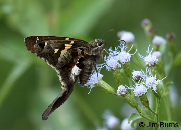 Zilpa Longtail on Crucita, Texas